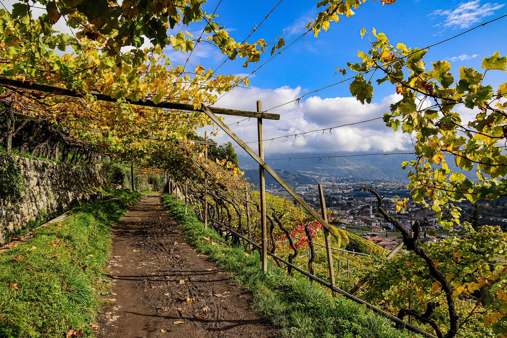 Weinwandern in Südtirol